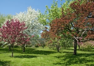 Beautiful spring trees in bloom